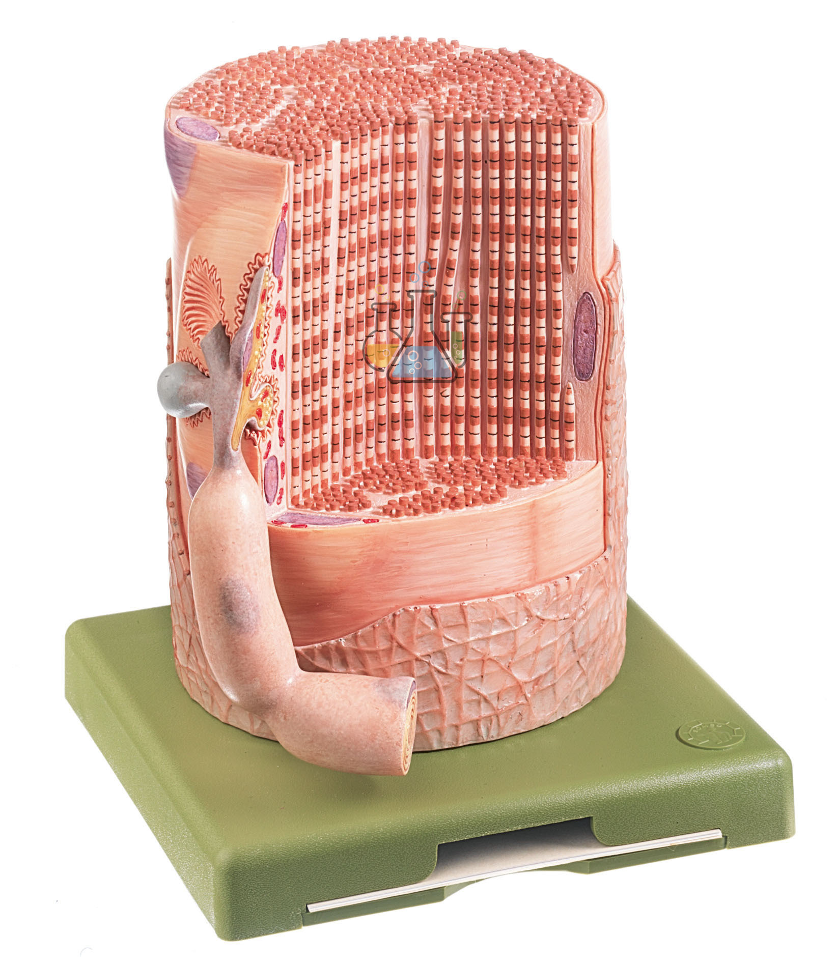 Striated Muscle Fiber With Motor Nerve Endplate Model